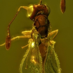 AF01 212 Parasitic Wasp 5