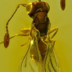 AF01 212 Parasitic Wasp 6