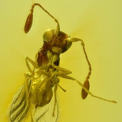 AF01 212 Parasitic Wasp 7