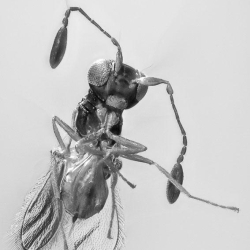 AF01 212 Parasitic Wasp 8