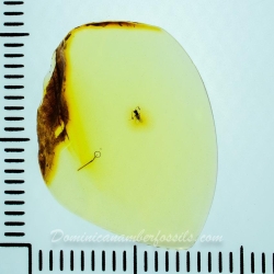 AF01 212 Parasitic Wasp 9