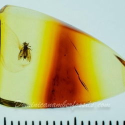 AF01 214 Psocoptera 10