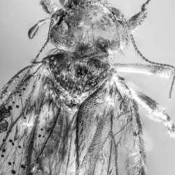 AF01 214 Psocoptera 2