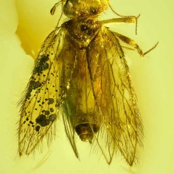 AF01 214 Psocoptera 3