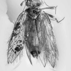 AF01 214 Psocoptera 4