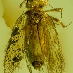 AF01 214 Psocoptera 5