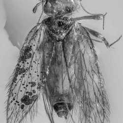 AF01 214 Psocoptera 6