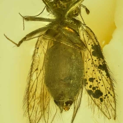 AF01 214 Psocoptera 7