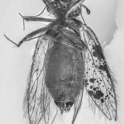 AF01 214 Psocoptera 8