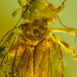 AF01 214 Psocoptera