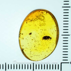 AF01 216 Coleoptera 10