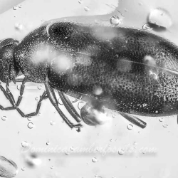 AF01 216 Coleoptera 2