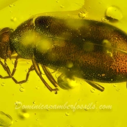 AF01 216 Coleoptera