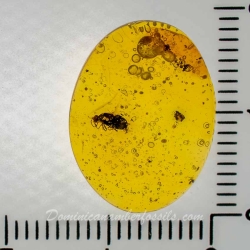 AF01 216 Coleoptera 9