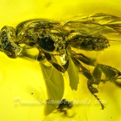 AF01 218 Chalcid Wasp Hymenoptera Chalcidoidea