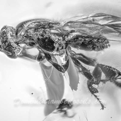 AF01 218 Chalcid Wasp Hymenoptera Chalcidoidea 2