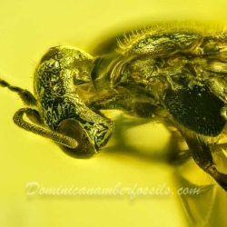 AF01 218 Chalcid Wasp Hymenoptera Chalcidoidea 3