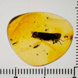 AF01 222 Homoptera 8