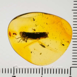 AF01 222 Homoptera 9