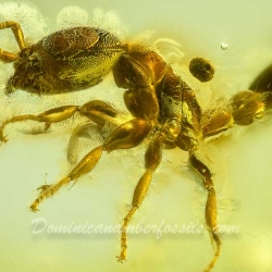 AF01 223 Hymenoptera Formicidae Pseudomyrmecinae