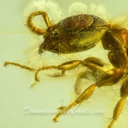 AF01 223 Hymenoptera Formicidae Pseudomyrmecinae 2