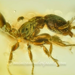 AF01 223 Hymenoptera Formicidae Pseudomyrmecinae 3