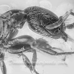 AF01 223 Hymenoptera Formicidae Pseudomyrmecinae 4