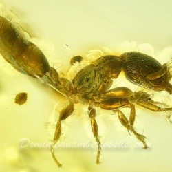 AF01 223 Hymenoptera Formicidae Pseudomyrmecinae 5