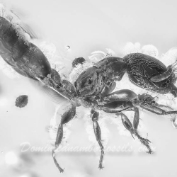 AF01 223 Hymenoptera Formicidae Pseudomyrmecinae 6