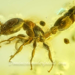 AF01 223 Hymenoptera Formicidae Pseudomyrmecinae 7