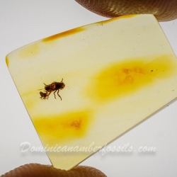 AF01 224 Nymph Of Homoptera 11