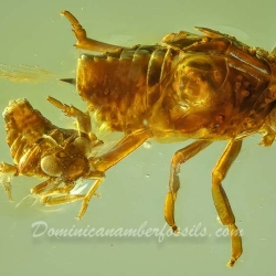 AF01 224 Nymph Of Homoptera 2