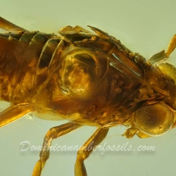 AF01 224 Nymph Of Homoptera