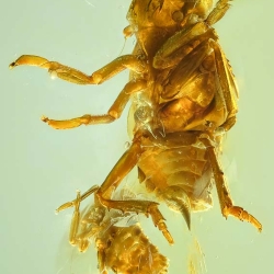 AF01 224 Nymph Of Homoptera 4