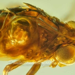 AF01 224 Nymph Of Homoptera 7