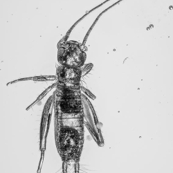 AF01 226 Nymph Of Grillidae 2