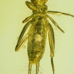 AF01 226 Nymph Of Grillidae 5