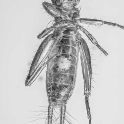 AF01 226 Nymph Of Grillidae 6