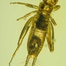 AF01 226 Nymph Of Grillidae 7