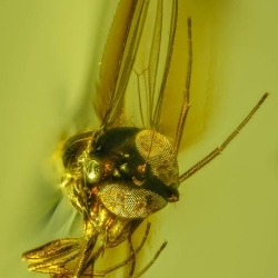 AF01 227 Spider Web  Diptera 5