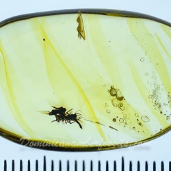 AF01 231 Neuroptera Chrysopidae Green Lacewing Larva Fossil In Dominican Amber 10