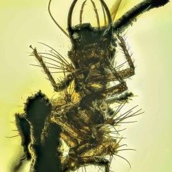 AF01 231 Neuroptera Chrysopidae Green Lacewing Larva Fossil In Dominican Amber 6