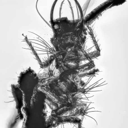 AF01 231 Neuroptera Chrysopidae Green Lacewing Larva Fossil In Dominican Amber 7