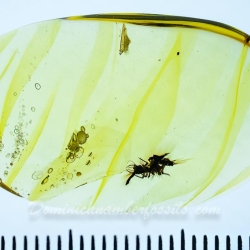 AF01 231 Neuroptera Chrysopidae Green Lacewing Larva Fossil In Dominican Amber 9