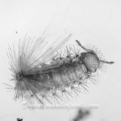 AF01 232 Diplopoda Polyxenidae 4