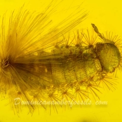 AF01 232 Diplopoda Polyxenidae 5