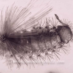 AF01 232 Diplopoda Polyxenidae 6