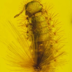 AF01 232 Diplopoda Polyxenidae 7