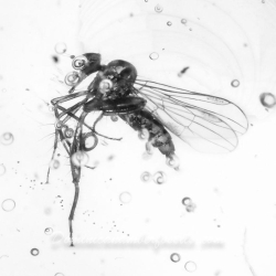 AF01 232 Empididae Dance Fly Diptera 3