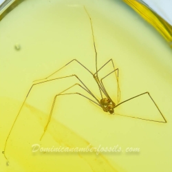 AF01 234 Araneae Haplogynae Pholcidae   Cellar Spider 3